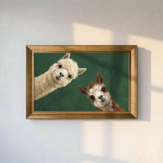 Two Curious Alpacas Framed Canvas Print