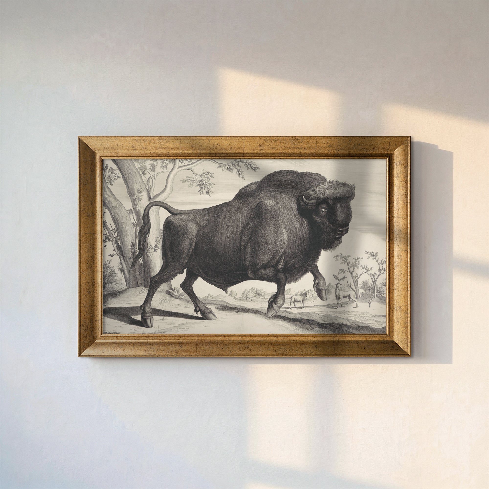 Bison Engraving Print | Vintage Wildlife Illustration | 17th Century Natural History Wall Art