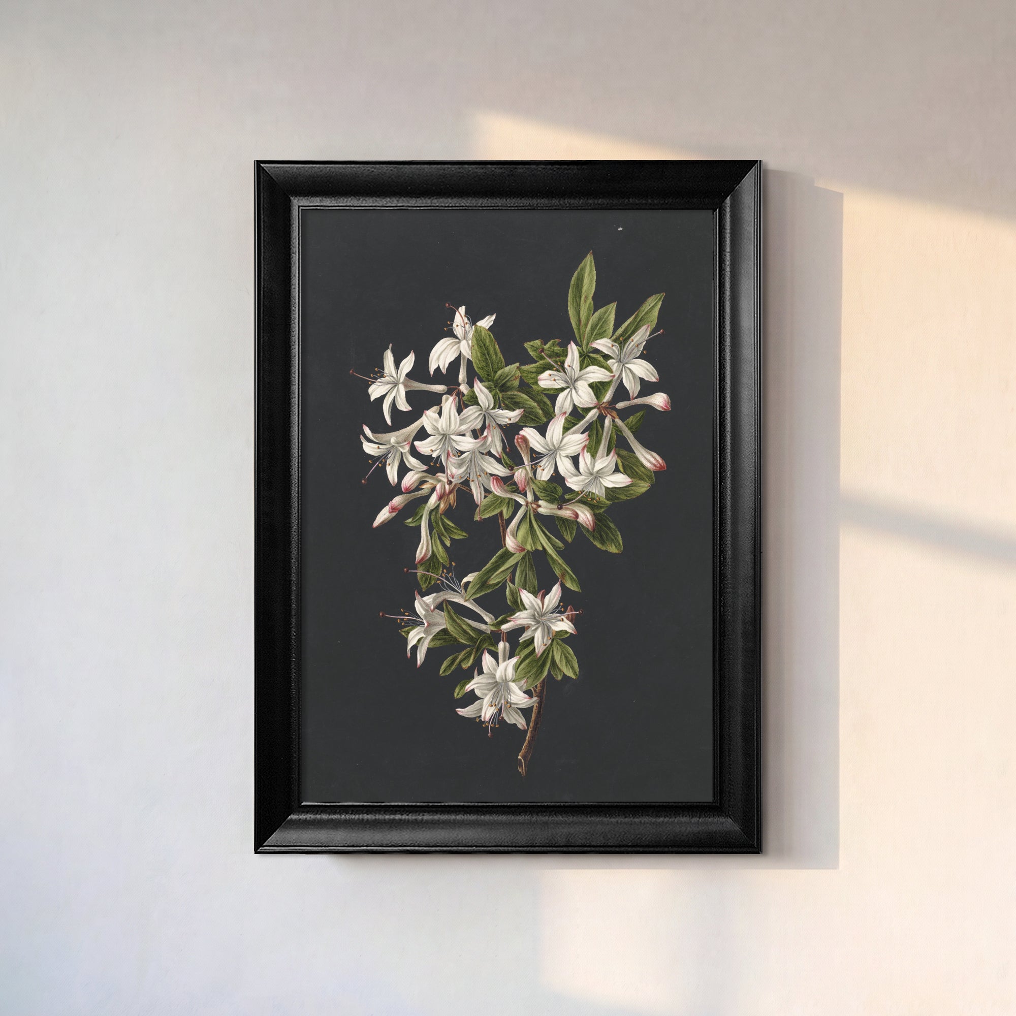 White Botanical Flowers Canvas Wall Art – Black Background Floral Print for Elegant Decor