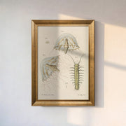 Leptomedusa and Freshwater Centipede Illustration (1778) | Vintage Scientific Natural History Print
