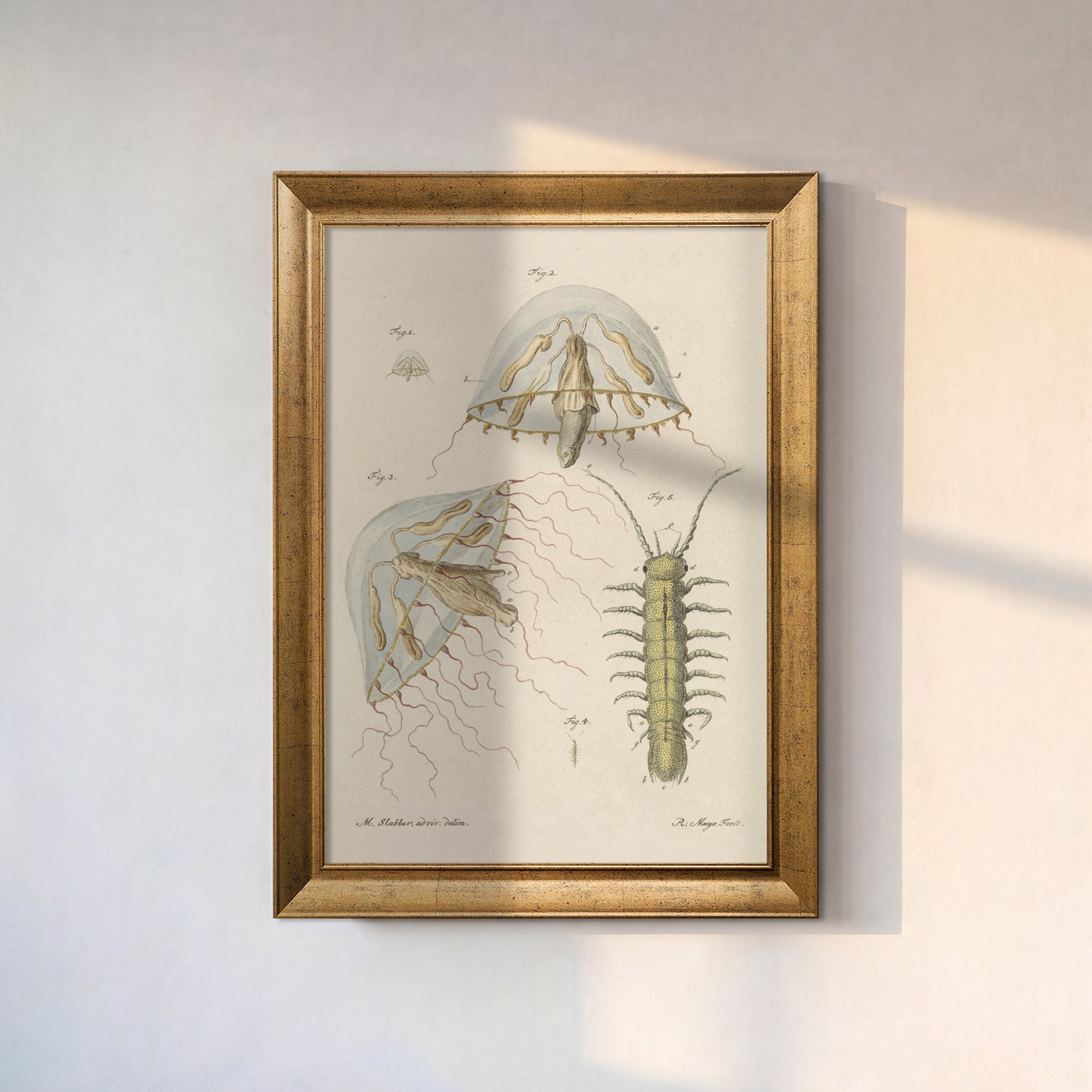 Leptomedusa and Freshwater Centipede Illustration (1778) | Vintage Scientific Natural History Print