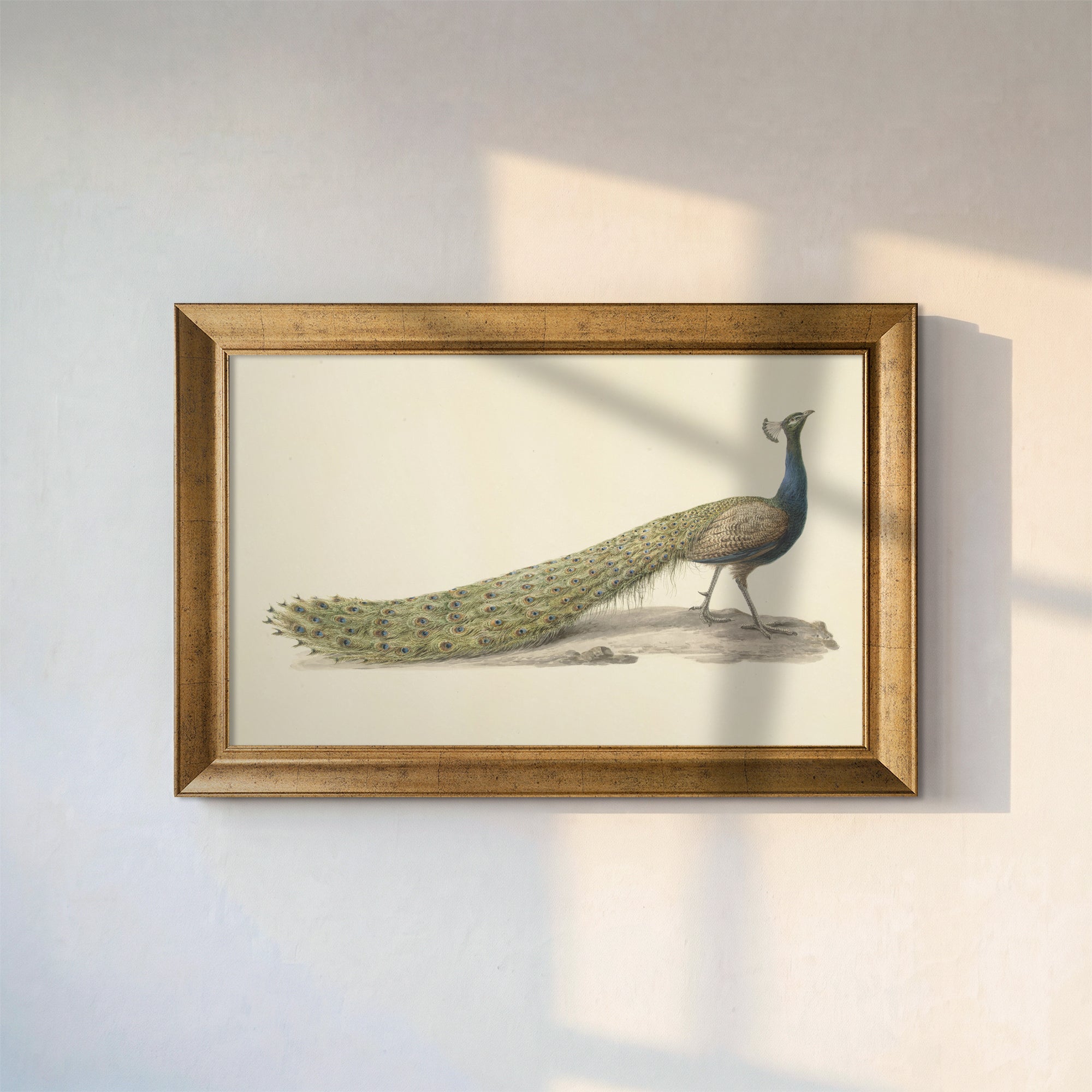 Vintage Peacock Canvas Wall Art – Elegant Bird Illustration for Classic Decor