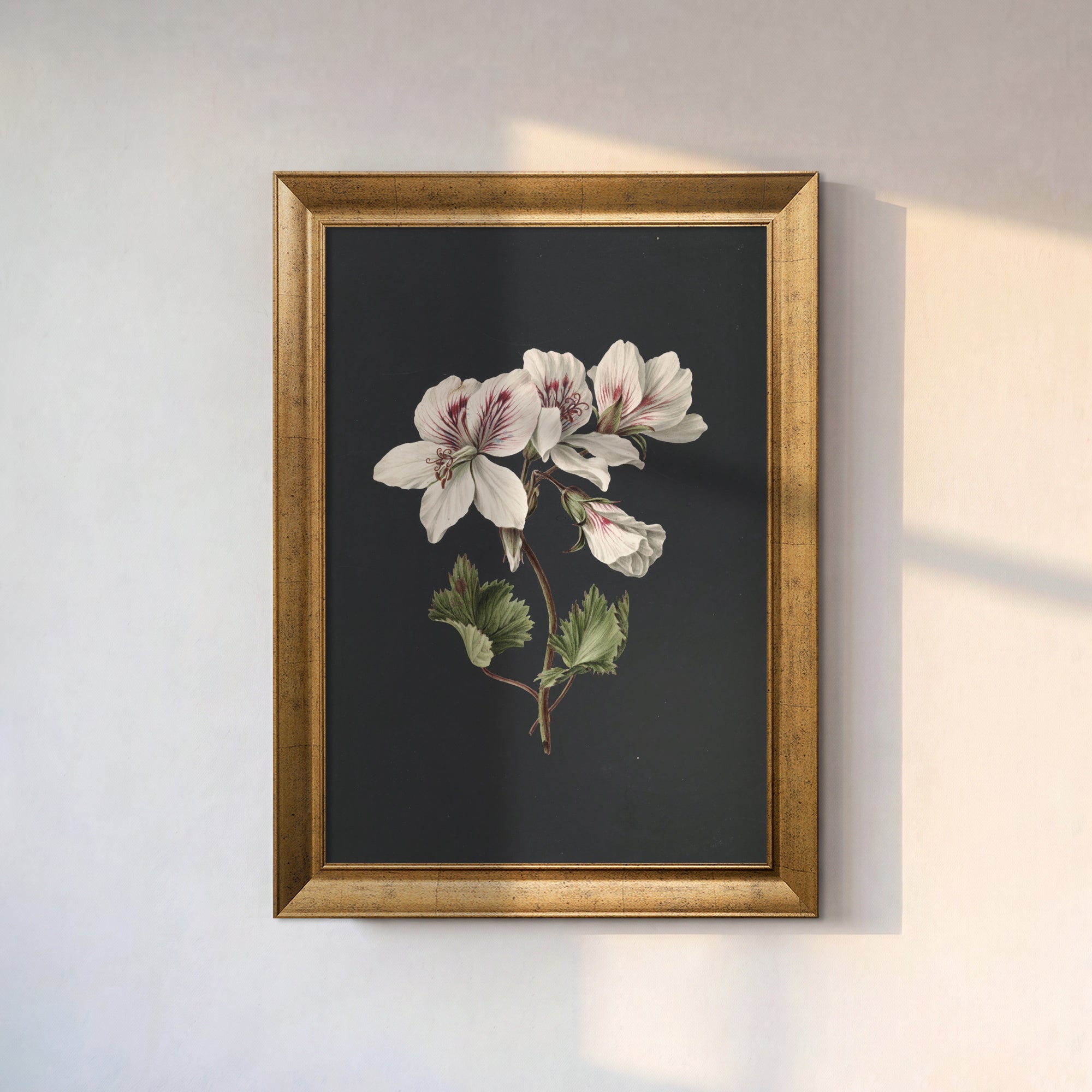 White Geranium Flower Canvas Wall Art – Dark Background Botanical Print for Elegant Decor
