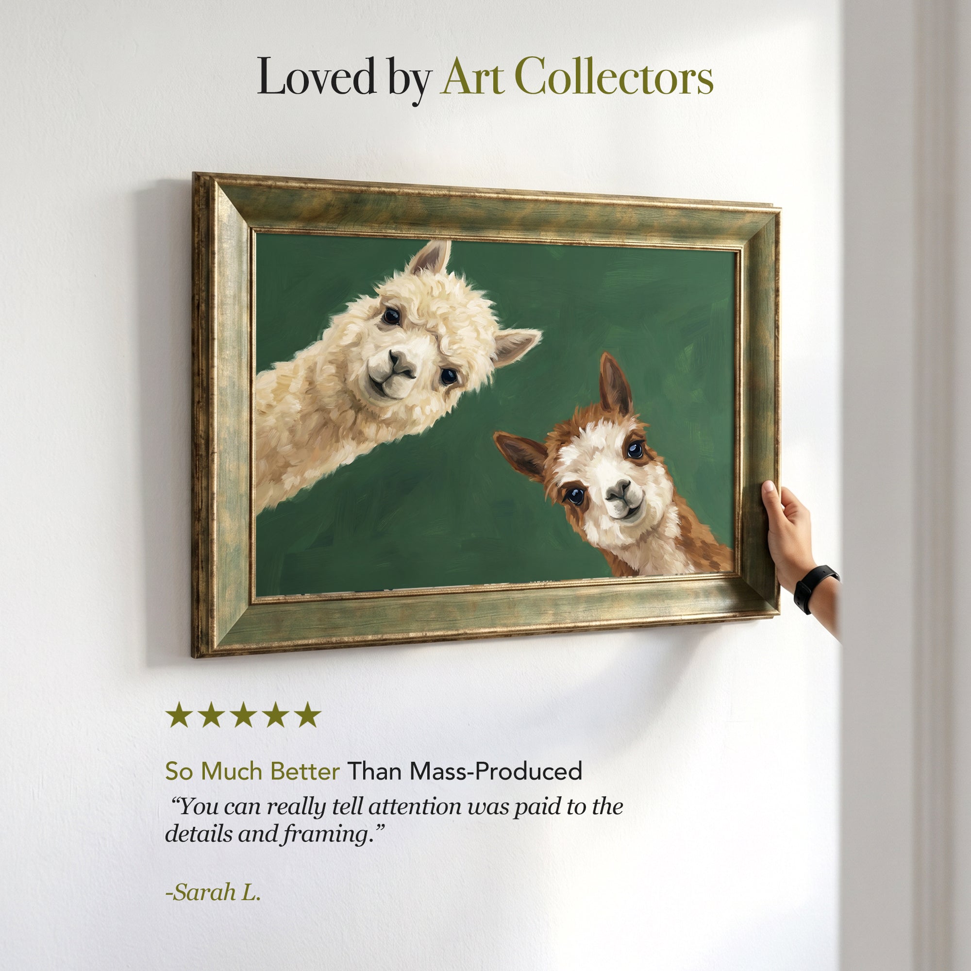 Two Curious Alpacas Framed Canvas Print