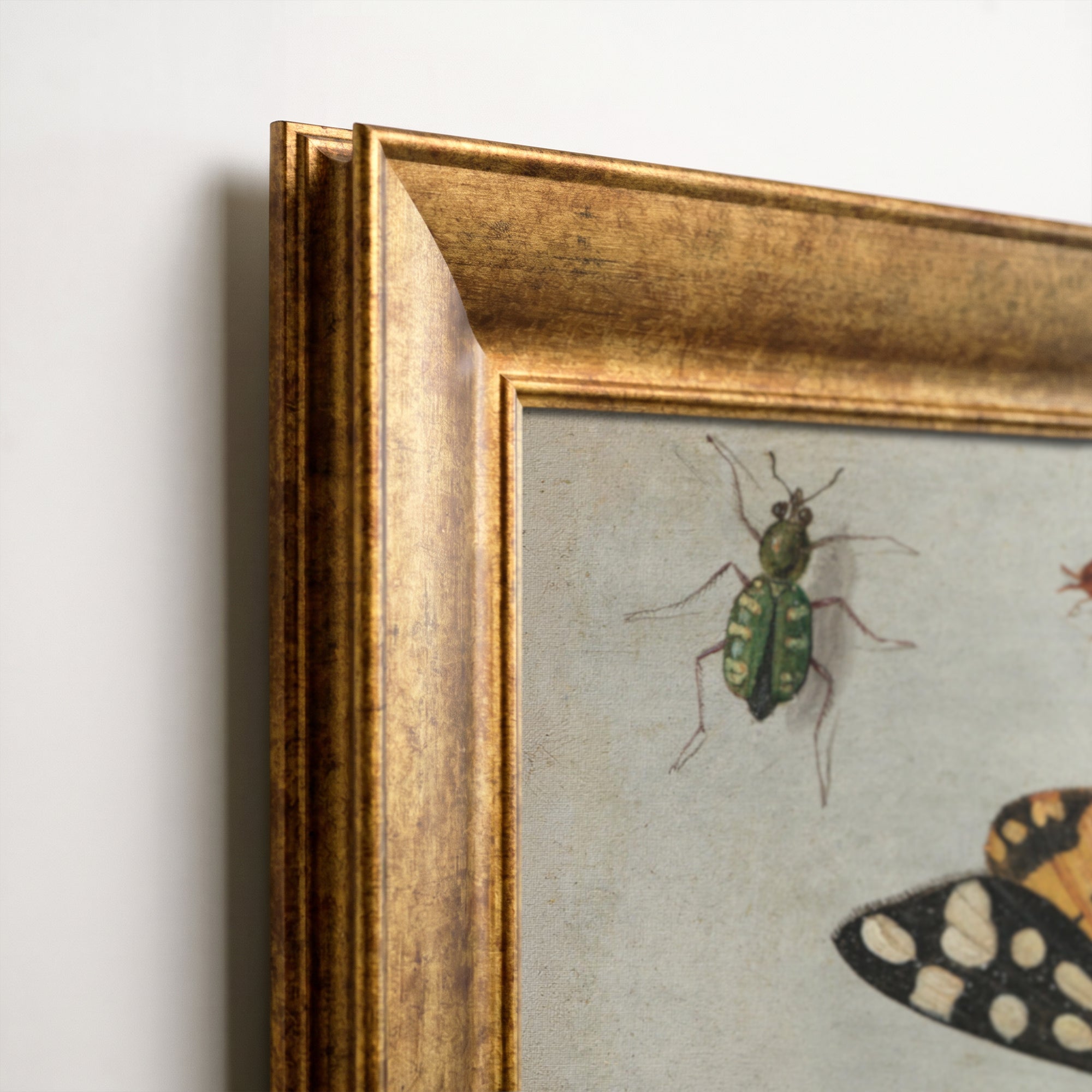 Vintage Butterfly and Insect Canvas Wall Art – Botanical Nature Illustration Print
